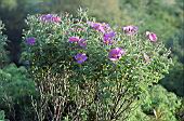 Rock rose